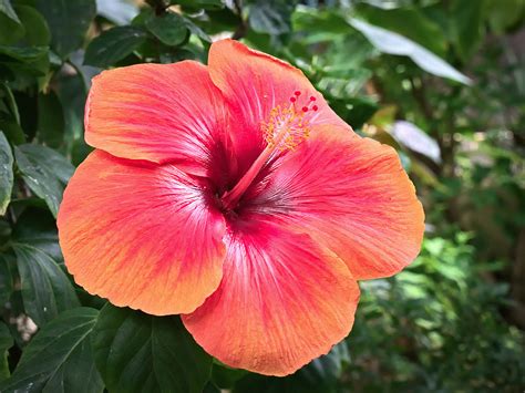 Hibiskusblüten